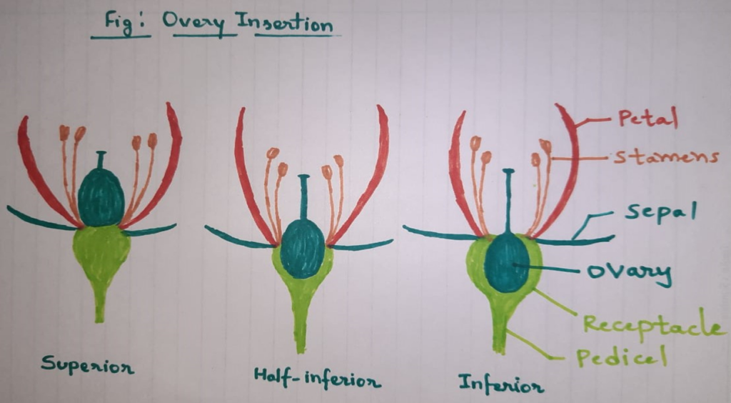 Overy Insertion, Superior overy, Half inferior