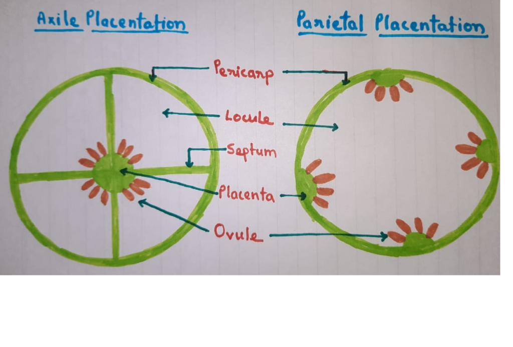 Axile Placentation, Pariental Placentation