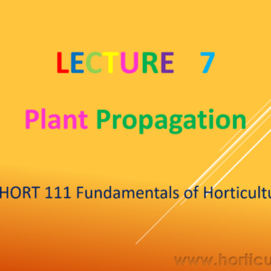 Plant Propagation PPT