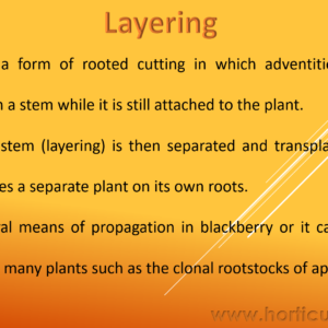 Layering PPT