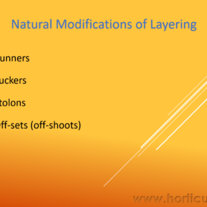 Natural Modifications of Layering and Seperation and Divisions PPT