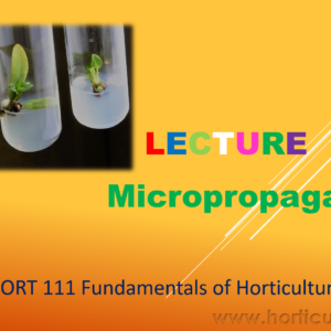 Micropropagation PPT