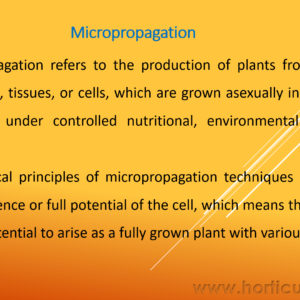 Micropropagation PPT