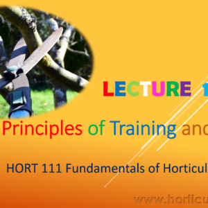 Training and Pruning PPT