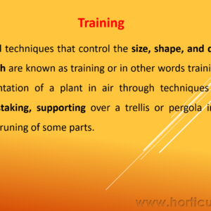 Training and Pruning PPT