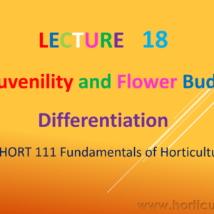 Juvenlity and Flower Bud Differentiation PPT