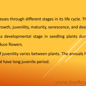 Juvenlity and Flower Bud Differentiation PPT