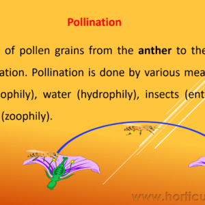 Pollination, Fertilization, Pollinizer and Pollinator PPT