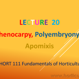 Parthenocarpy, Polyembryony and Apomixis PPT