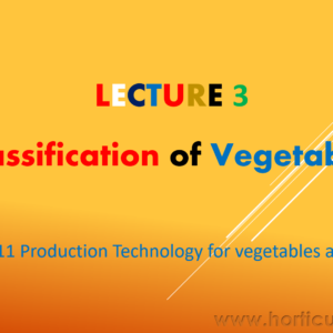 Classification of Vegetable Crops PPT