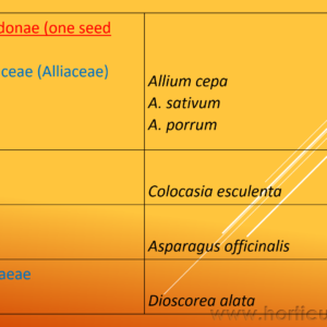 Classification of Vegetable Crops PPT