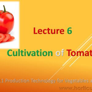 Tomato PPT