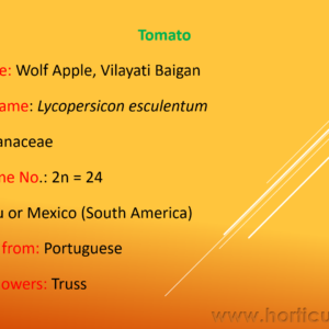 Tomato PPT