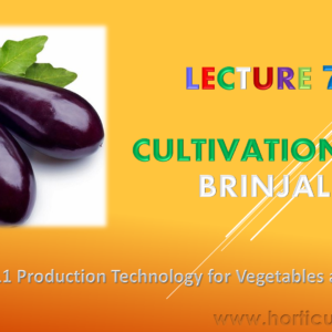 Brinjal PPT