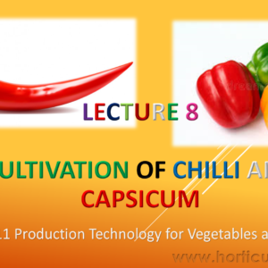 Chilli and Capsicum PPT