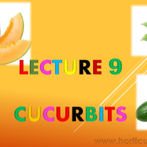 Introduction to Cucurbits PPT