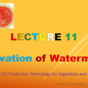 Watermelon PPT