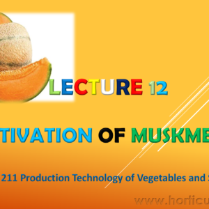 Muskmelon PPT