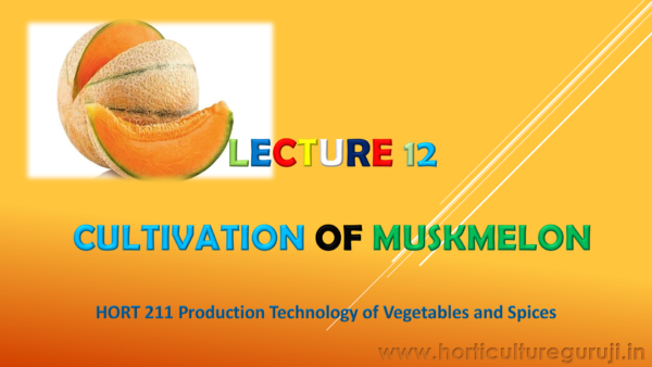 Muskmelon PPT