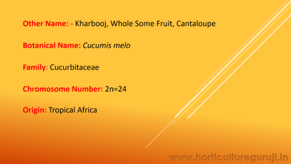 Muskmelon PPT - Image 2