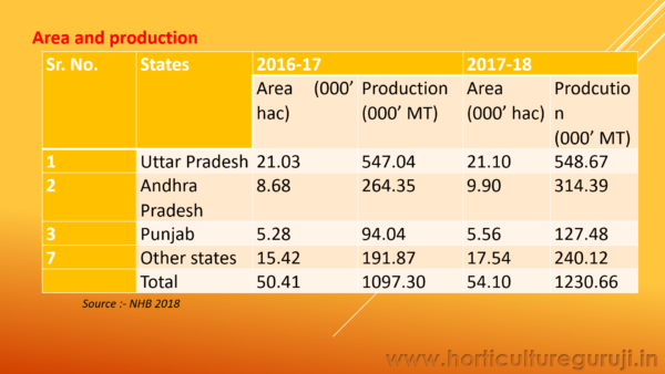 Muskmelon PPT - Image 3