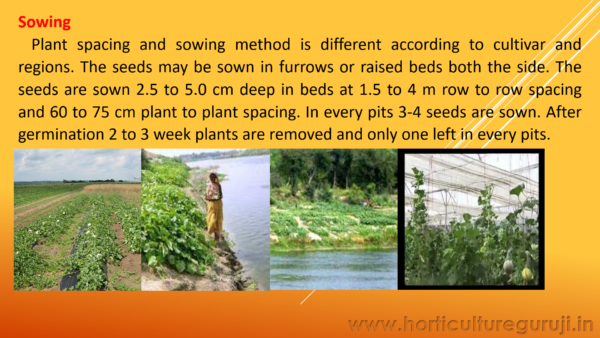 Muskmelon PPT - Image 5