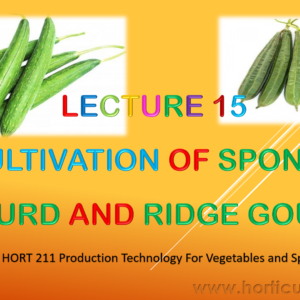 Ridge Gourd & Sponge Gourd PPT