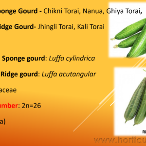 Ridge Gourd & Sponge Gourd PPT