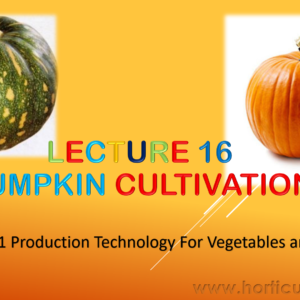 Pumpkin PPT