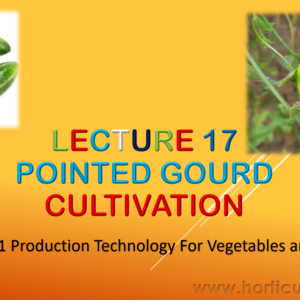 Pointed Gourd PPT