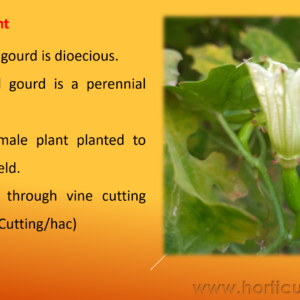 Pointed Gourd PPT