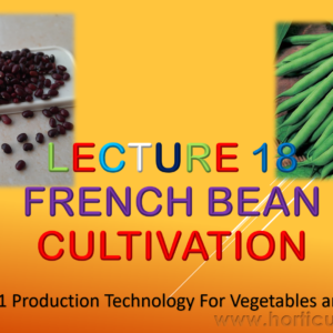 French Bean PPT