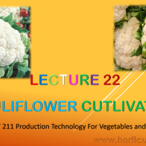 Cauliflower PPT