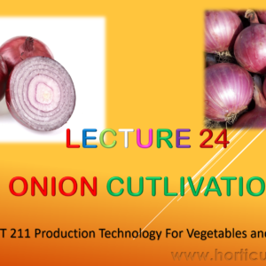 Onion PPT