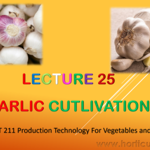 Garlic PPT