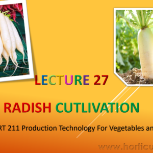 Radish PPT