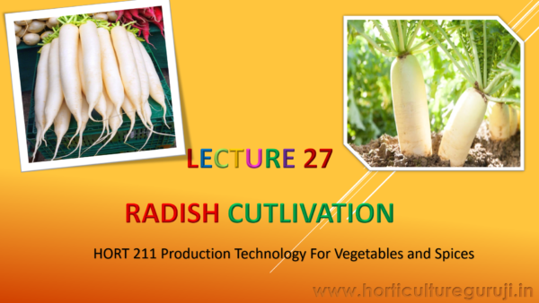 Radish PPT