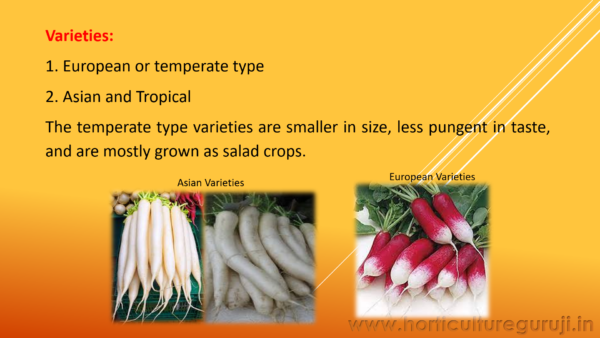 Radish PPT - Image 3