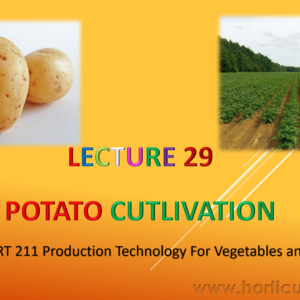 Potato PPT