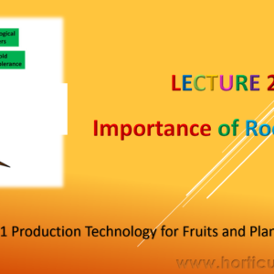 Importance of Rootstock PPT