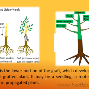 Importance of Rootstock PPT