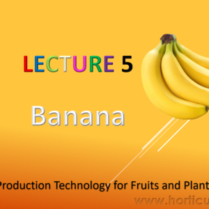 Banana Cultivation PPT