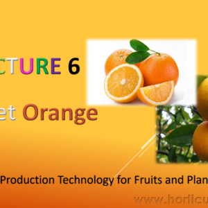 Sweet Orange Cultivation PPT