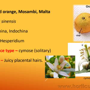 Sweet Orange Cultivation PPT