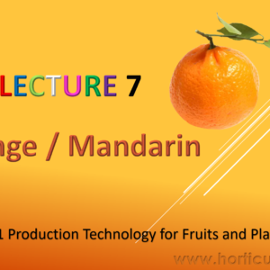 Orange Cultivation PPT