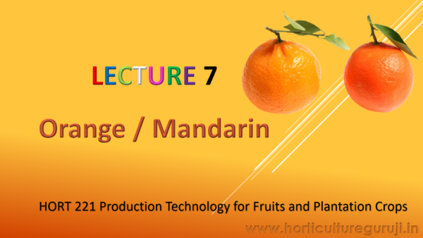 Orange Cultivation PPT