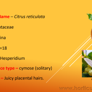 Orange Cultivation PPT