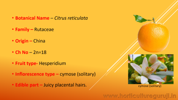 Orange Cultivation PPT - Image 2