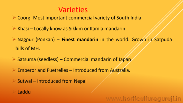 Orange Cultivation PPT - Image 3