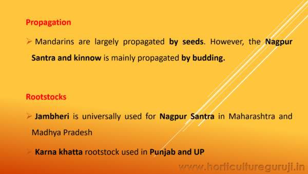 Orange Cultivation PPT - Image 4